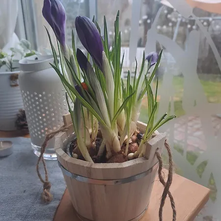 Pihi Vendeghaz Πανσιόν 4*