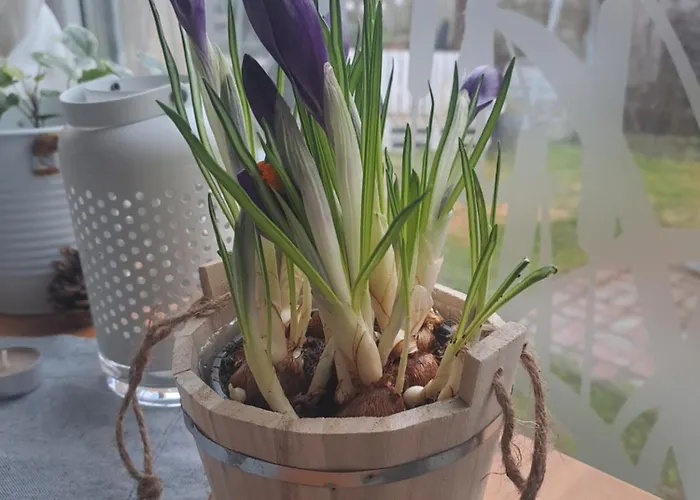 Pihi Vendeghaz Πανσιόν 4*